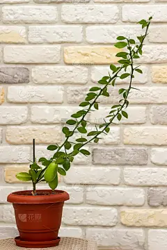 室内小型柑橘类植物，在装饰砖墙的背景下，橙色花盆中成熟的绿色手指状水果。特写镜头。家中柑橘树生长。装