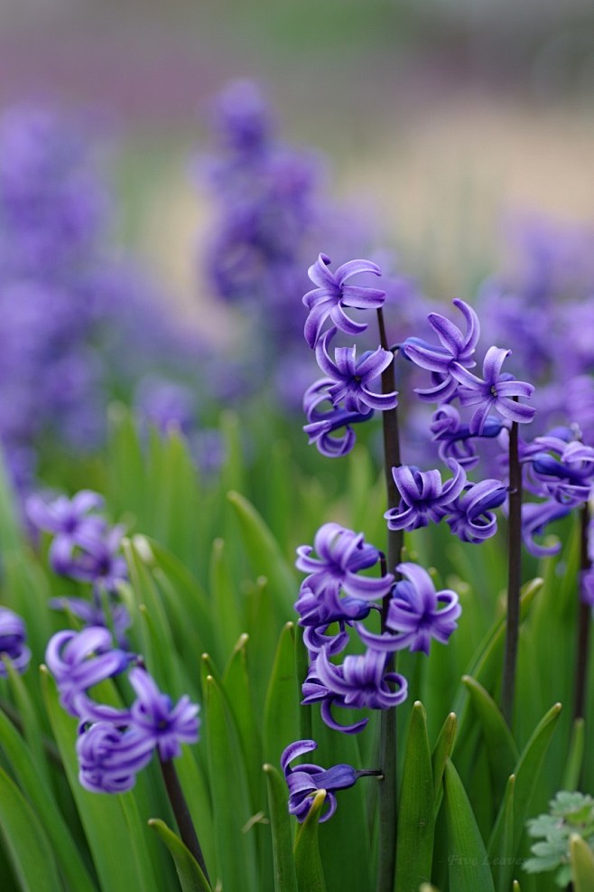 ローマンヒヤシンス

Hyacinth ...