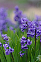 ローマンヒヤシンス

Hyacinth (Hyacinthus orientalis var. albulus)