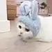溜溜猫
