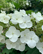 rennes 在 Instagram 上发布：“When you can’t stop taking hydrangea pictures.....and it keeps going.... and going ... and going .... and going ;-) and one surprise flower…”