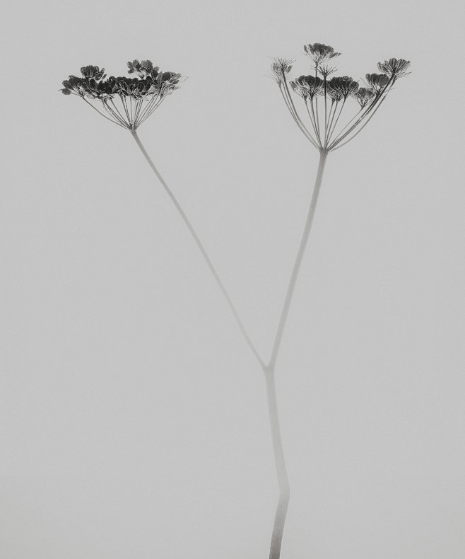 Wild Flowers : Wild ...