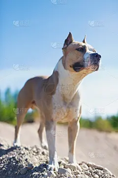 山,美国斯塔福德犬,可爱的,纯种犬,梗犬,肖像,狗,哺乳纲,动物,犬科的