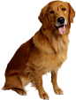 狗PNG