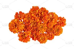 美丽的构图来自橘色的秋花。孤立的物体在白色背景上。平铺，俯视图