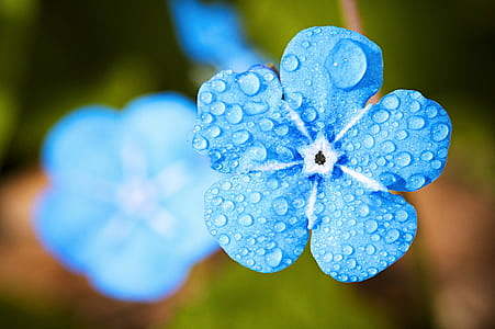 花, 宏观, 忘了, 滴灌, 水, 雨,...