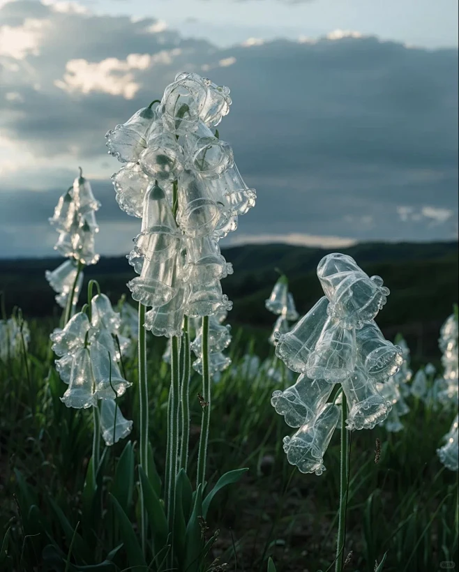 透明的花Transparent flow...