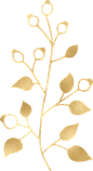 高清金色枝叶典雅文艺花环边框分割线装饰设计PNG免抠图片PS素材