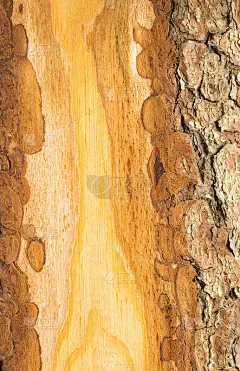木树皮特写镜头。背景