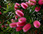 Callistemon salignus -  pink.