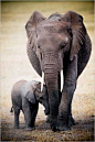 Elephant and Baby