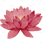 睡莲