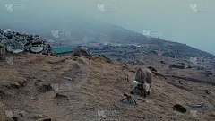 在尼泊尔昆布萨加玛塔国家公园夏尔巴人小村庄伦登(也叫伦登)，可爱的放牧牦牛(bos grunnien
