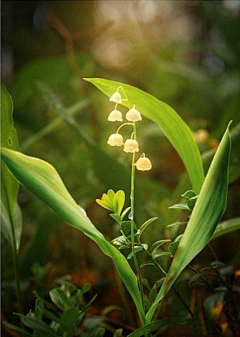 妖小柒采集到花花世界