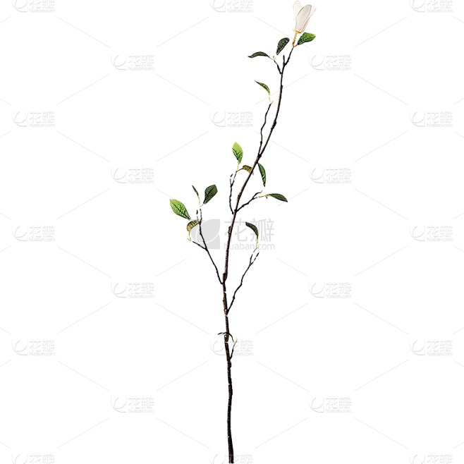 植物通用实景细树枝元素素材素材-花瓣网