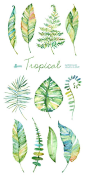 Tropical watercolor leaves. Handpainted clipart by OctopusArtis: 