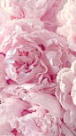 粉色牡丹壁纸唯美，粉色花朵壁纸iPhone