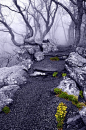 Into the Mystic, Appalachian Trail, Virginia