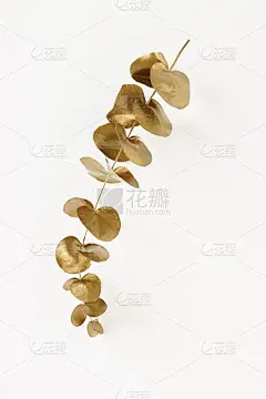 金色桉树的叶子孤立在白色背景上俯视，平躺着。问候，鲜花，卡片，海报