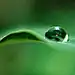 icePina