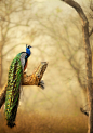 A PEAFOWL SCAPE ! by varun Aditya on 500px