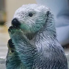 小海獭，随便一抓就是表情包
IG：adeliae_pyg ​​​​