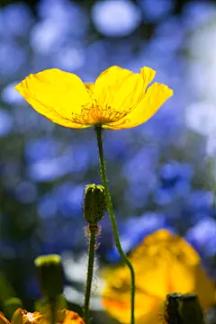 虞美人—— 虞美人(学名：Papaver rhoeas)，又名丽春花、赛牡丹、满园春、仙女蒿、虞美人草，罂粟科罂粟属草本植物，花期夏季，花色有红、白、紫、蓝等颜色，浓艳华美。原产于欧亚温带大陆，在中国有大量栽培，现已引种至新西兰、澳大利亚和北美。