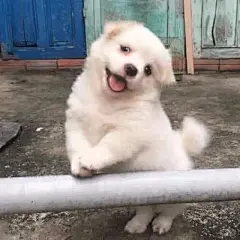 狗狗表情包可爱 - 小红书搜索