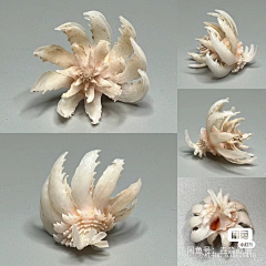邪恶派ed采集到贝壳 鱼 海