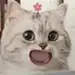 猫咪表情包 - 猫猫头上长花表情包