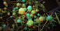 Cinema 4D experiements, Calder Moore : wanted to learn Cinema 4D and Octane so I started an 'almost daily' project to immerse myself in the program.