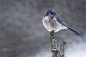 西叢鴉 Aphelocoma californica 雀形目 鴉科 叢鴉屬
Scrub Jay by Elias Nesser on 500px