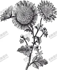 线描植物 【酷图网】服装设计,男装设计,女装设计,箱包印花,男装印花,女装印花,童装印花,潮流服装印花,潮牌设计,面料印花,布料印花,蕨类植物,树叶,绿叶,叶子,植物花朵花卉,手绘花朵花卉,花卉绿叶,线描花朵,线描花卉绿叶