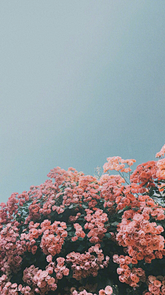 憧哪小采集到花
