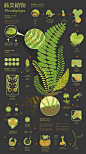 信息化图表设计-蕨类植物