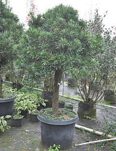 AT·sweet采集到冬季花境植物(成都惠美花境)