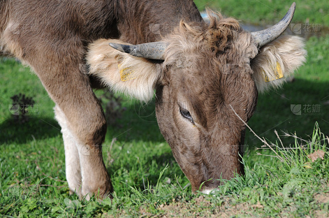 Cow1