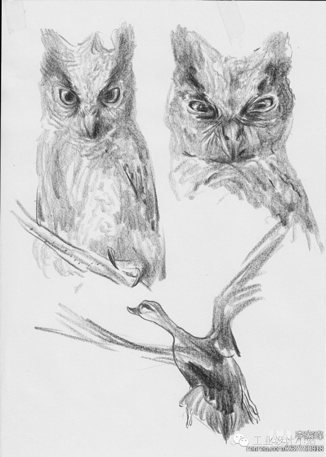 神级素描一支铅笔下的动物世界