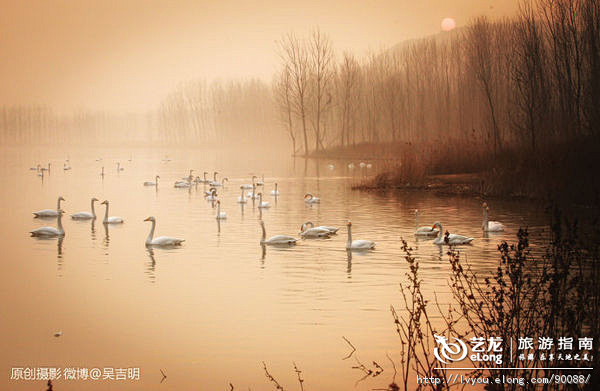 【中国天鹅湖】邂逅冬日的浪漫, 小吉旅游...