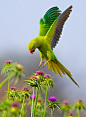 Photograph Rose-ringed Parakeet. by yaki zander on 500px