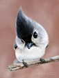 A tufted titmouse - I don't know which is cuter, the bird or the name!