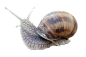 蜗牛免扣png透明元素 (6)