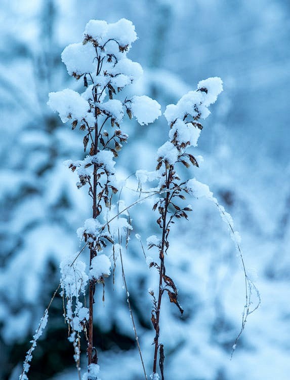 15:41:47下雪的, 下雪的天氣, 似雪 的 免费素材图片微信素材图喵喵﹌
