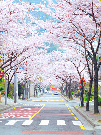 여기어디인지알려주세요/ 벚꽃사진