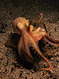 Some people feel the rain. Others just get wet., j0hny0ss4ri4n: Coconut Shell Octopus