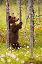 Bear cub getting a back scratch