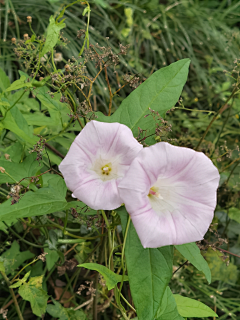 鎏リ姩ㄣ采集到花の物语