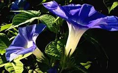 夏日里的牵牛花桌面壁纸 