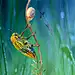 Photograph Julodis ehrenbergii  by Mustafa Öztürk on 500px