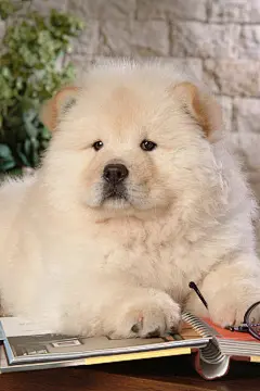松狮犬各种萌高清手机壁纸